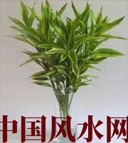 乐东十二生肖养什么植物最旺财运？你知道吗！
